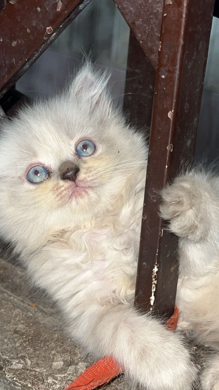 Persian cat