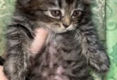 Persian cat