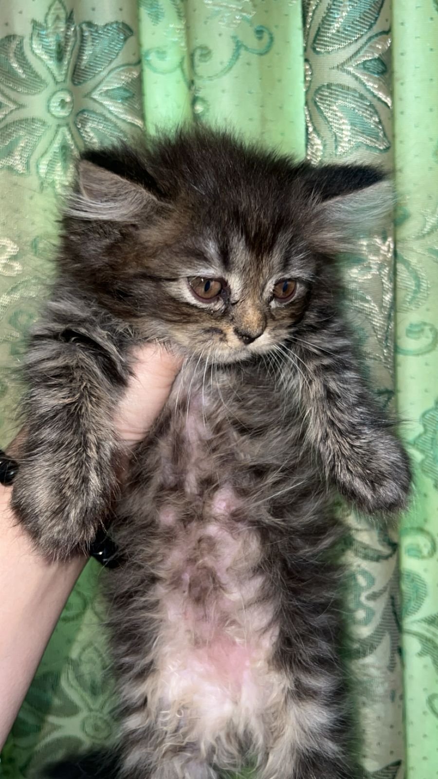 Persian cat