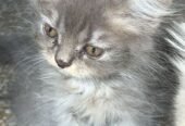 Persian cat