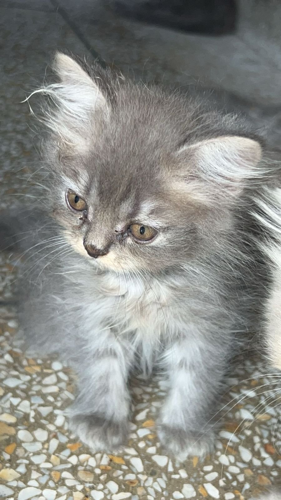 Persian cat