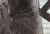 Persian cat