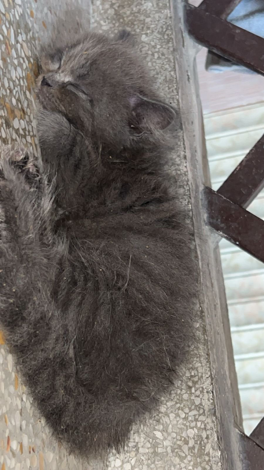 Persian cat