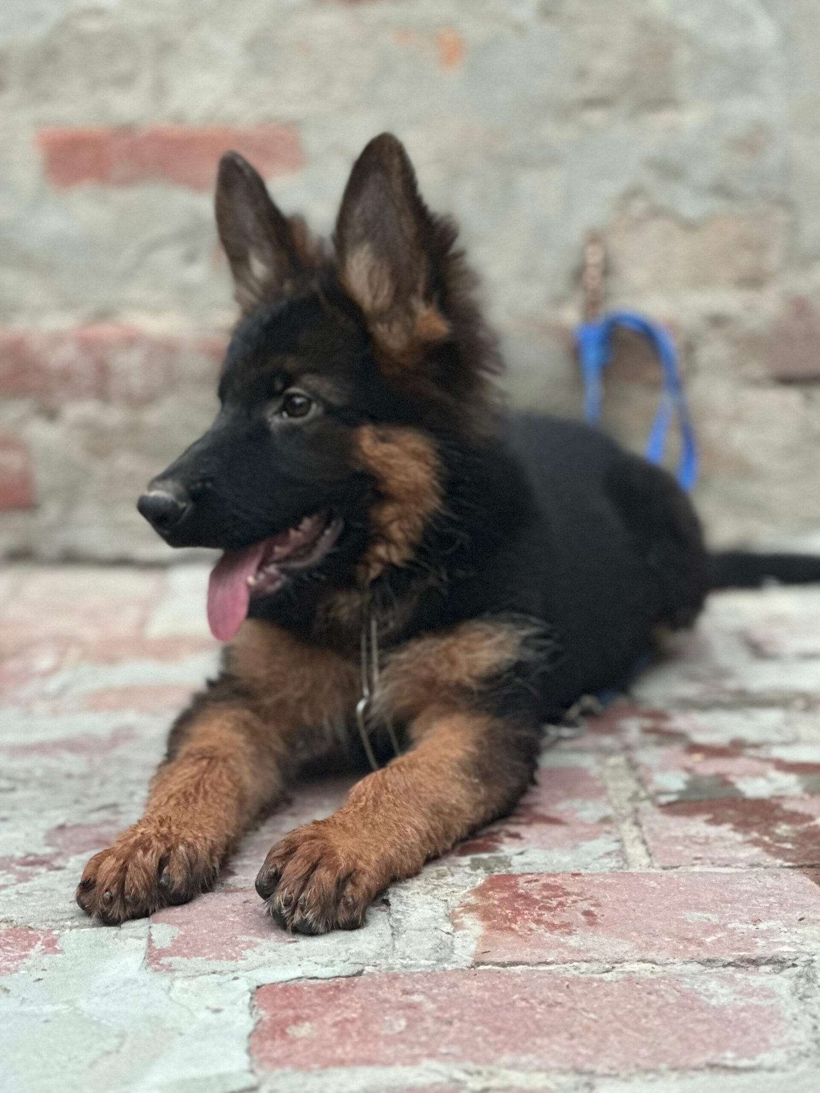 German shepherd,black mask,heavy bone structure 3 months age