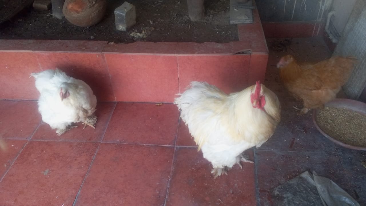 White Buff breeder Pair
