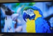 i-zone 32 inch smart led good condition