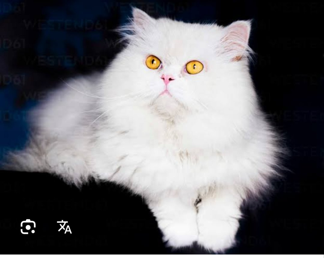 Persian cat for sale
