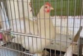 fancy hen and cage for sale