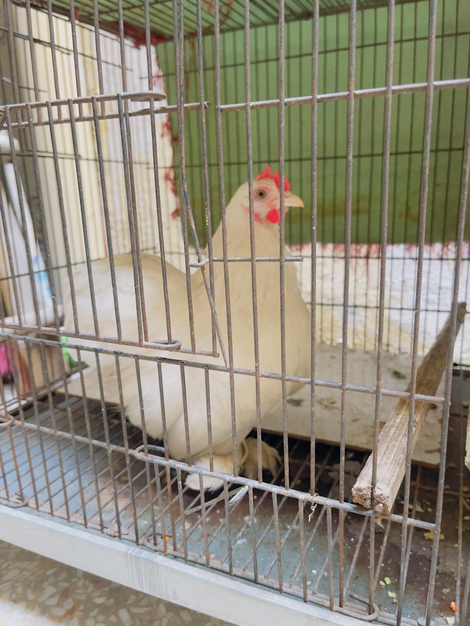 fancy hen and cage for sale