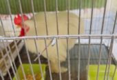fancy hen and cage for sale