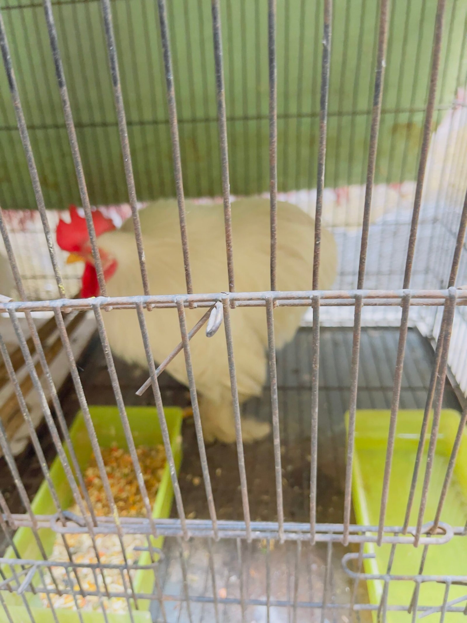 fancy hen and cage for sale