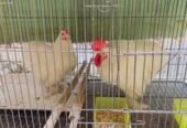 fancy hen and cage for sale