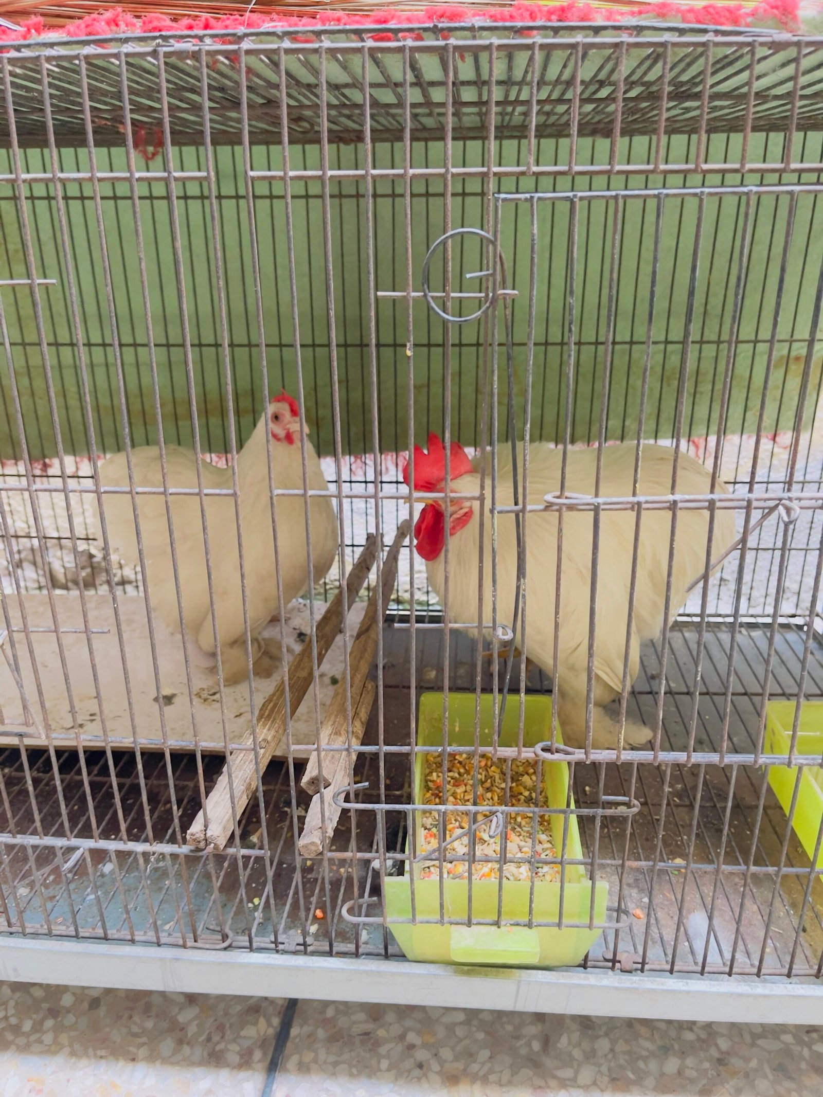 fancy hen and cage for sale