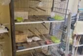 fancy hen and cage for sale