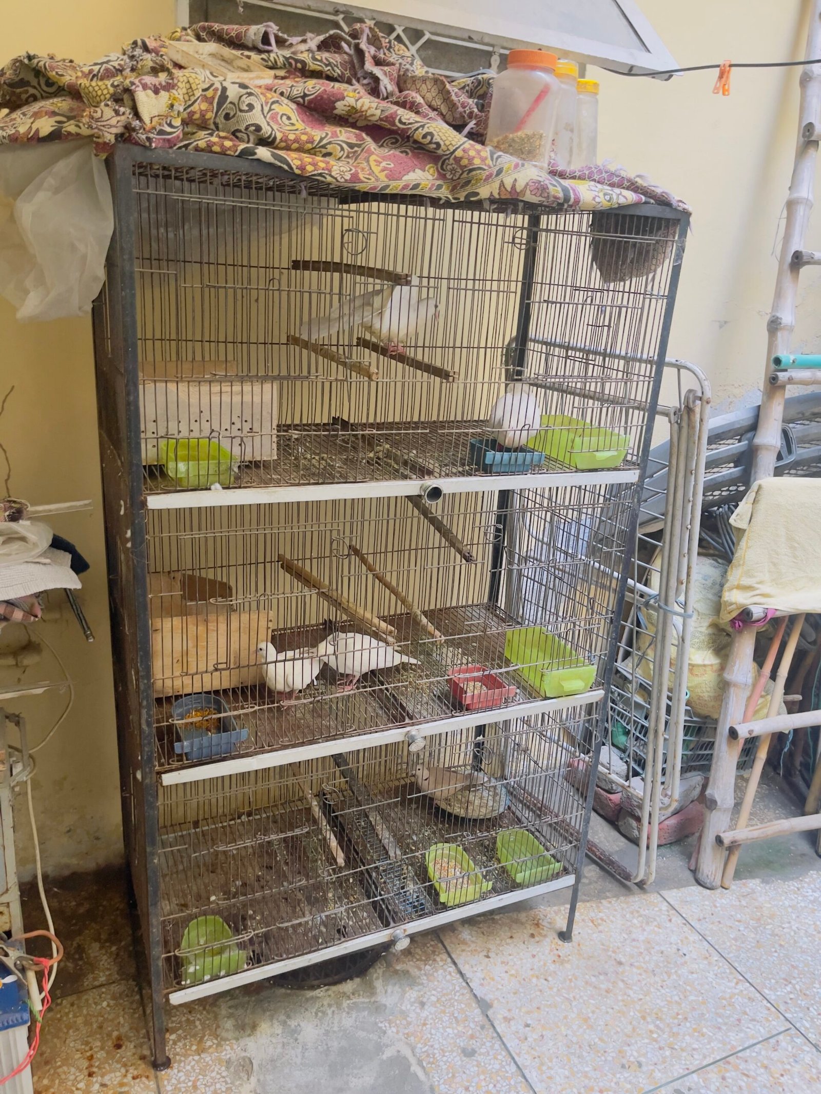 fancy hen and cage for sale