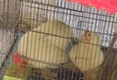 fancy hen and cage for sale