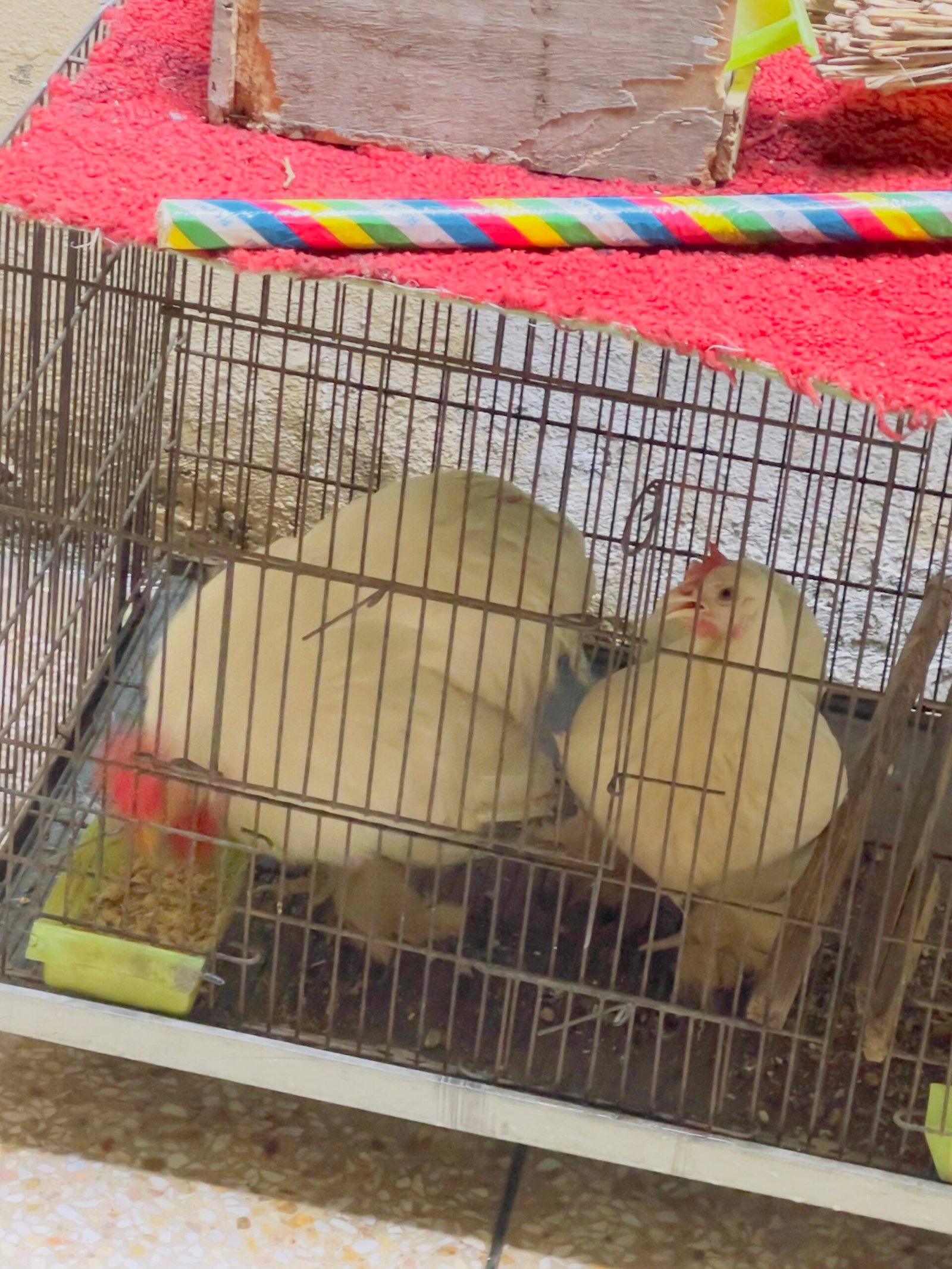fancy hen and cage for sale