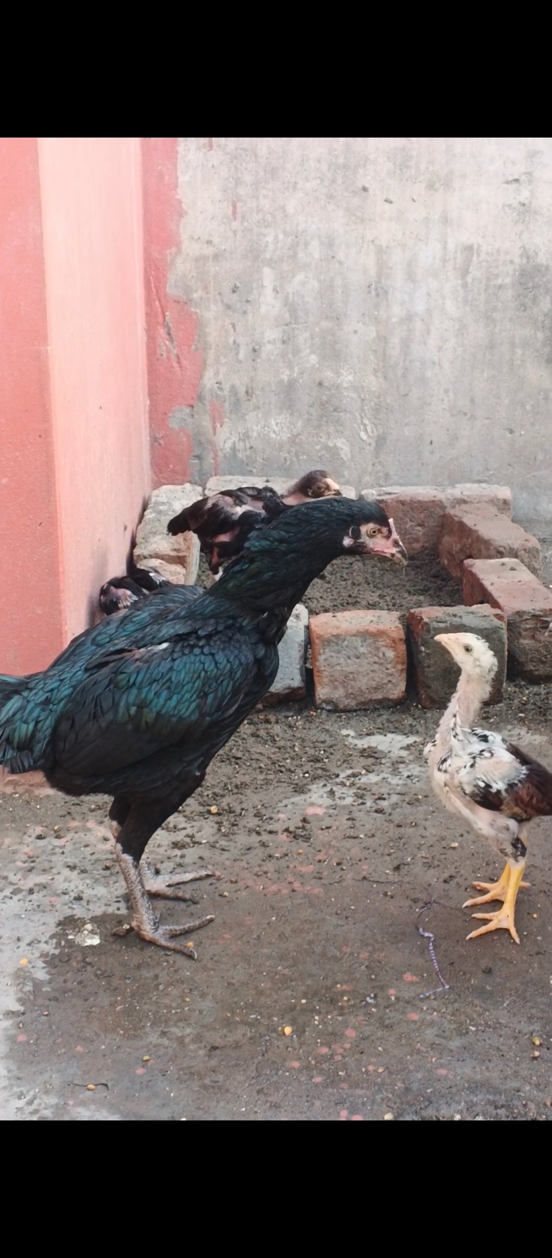 Aseel thai pathi