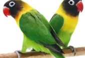 Lovebirds with Cage all setup