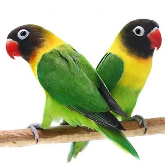 Lovebirds with Cage all setup
