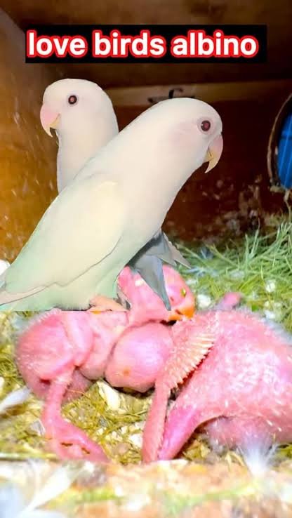 Lovebirds with Cage all setup