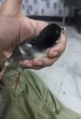 Thai galwa aseel chick