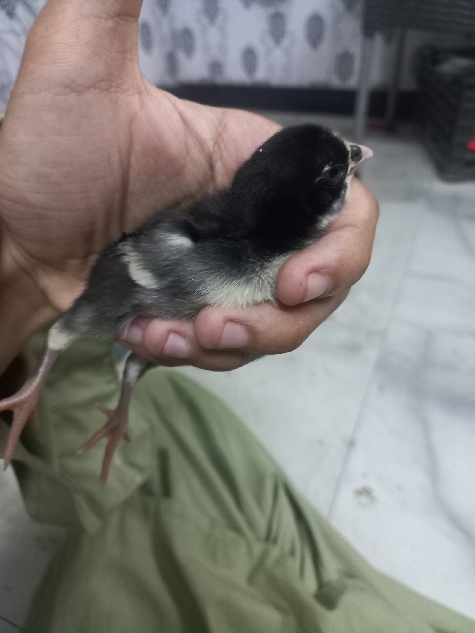 Thai galwa aseel chick