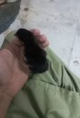 Thai galwa aseel chick
