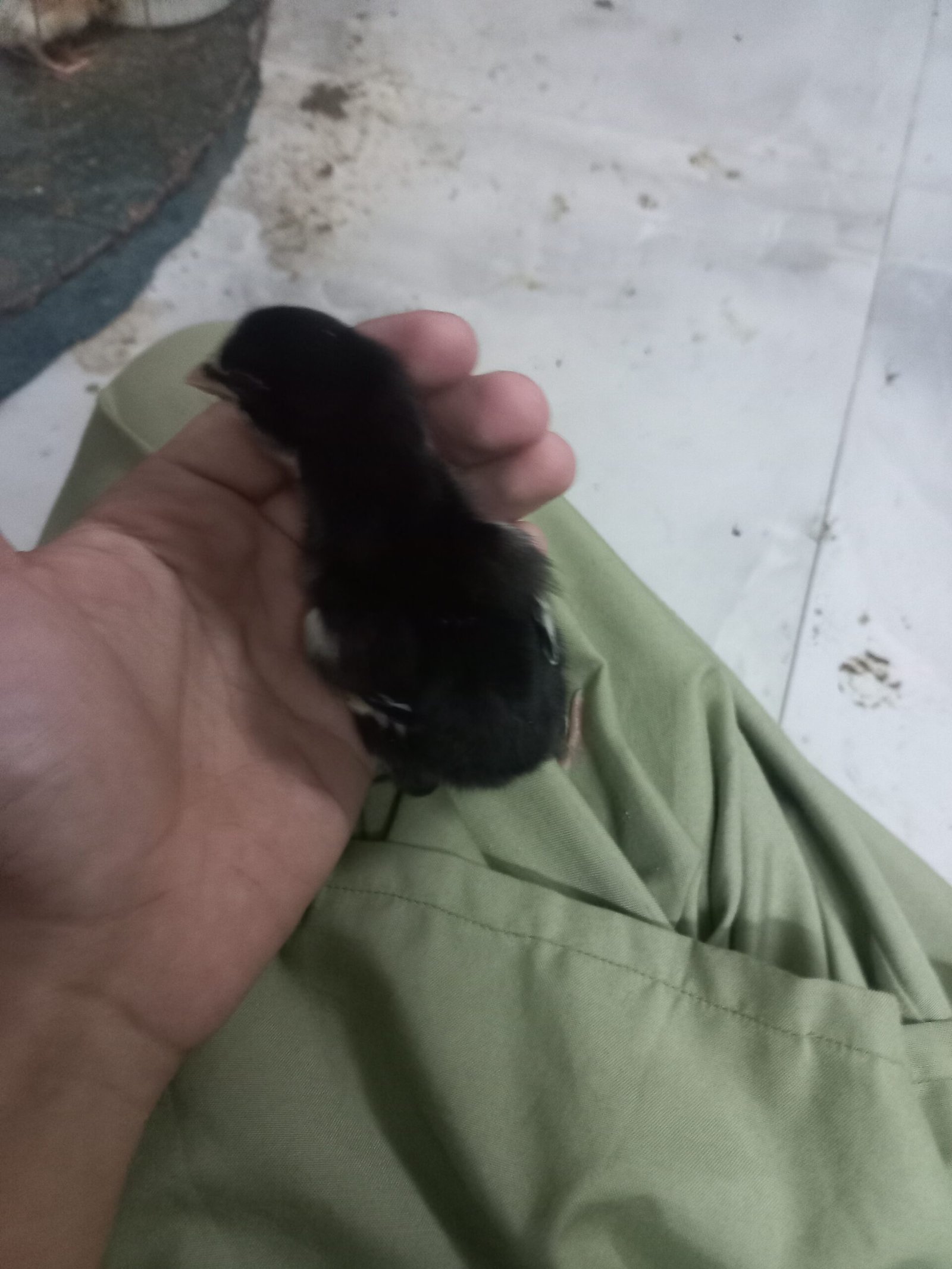 Thai galwa aseel chick