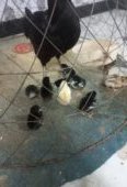 Thai galwa aseel chick