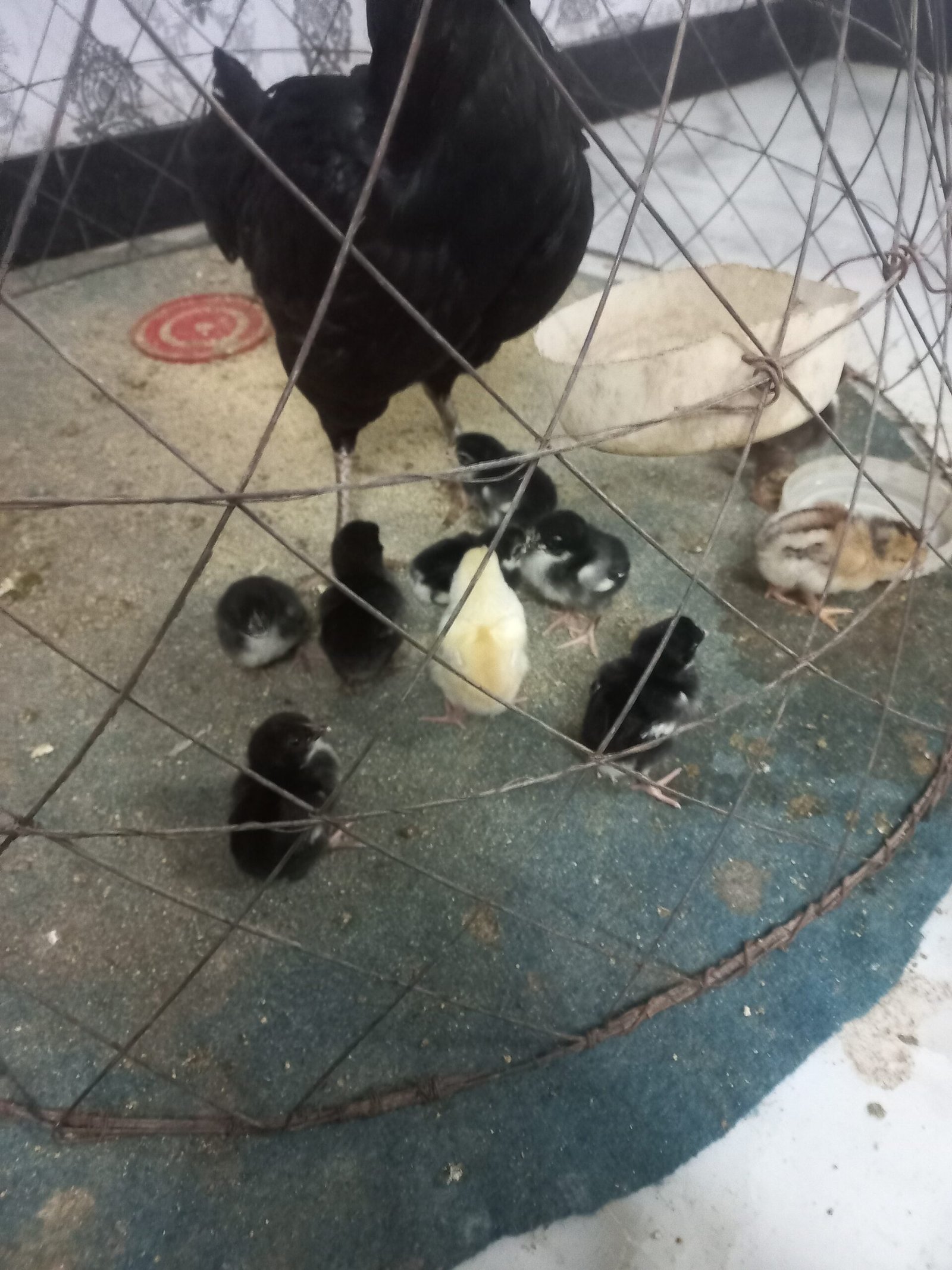 Thai galwa aseel chick