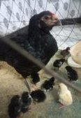 Thai galwa aseel chick
