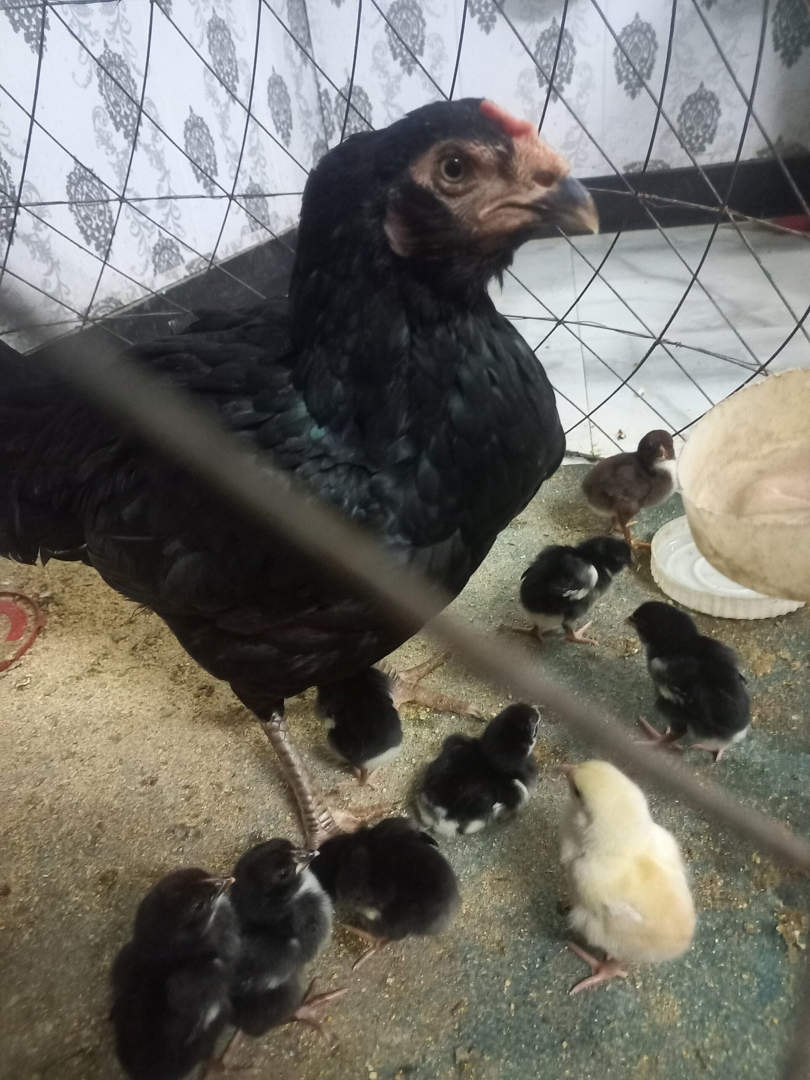 Thai galwa aseel chick