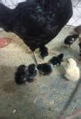 Thai galwa aseel chick