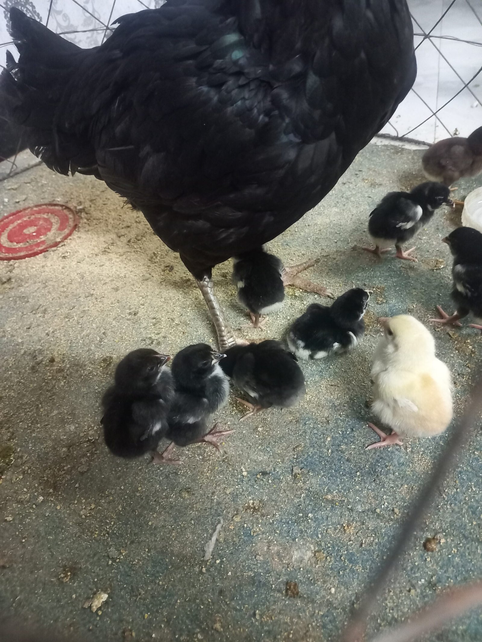 Thai galwa aseel chick