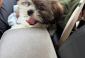 Cute Shih Tzu Male
