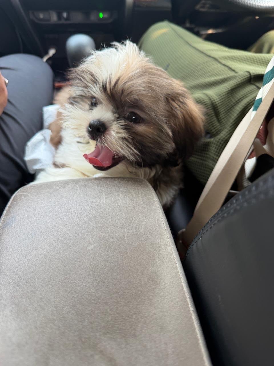 Cute Shih Tzu Male