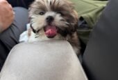 Cute Shih Tzu Male