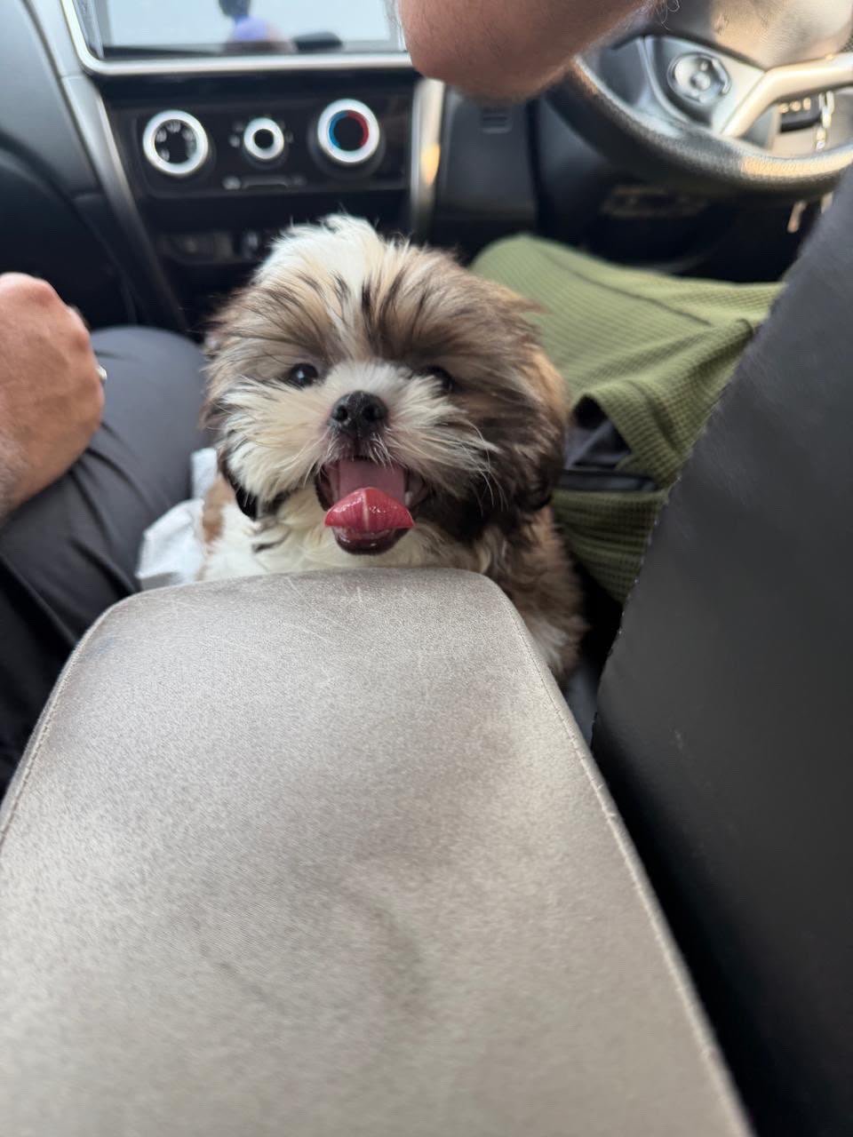 Cute Shih Tzu Male