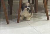 Cute Shih Tzu Male