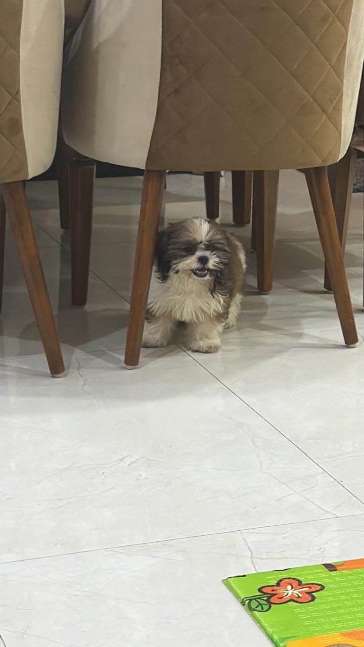 Cute Shih Tzu Male