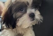Cute Shih Tzu Male