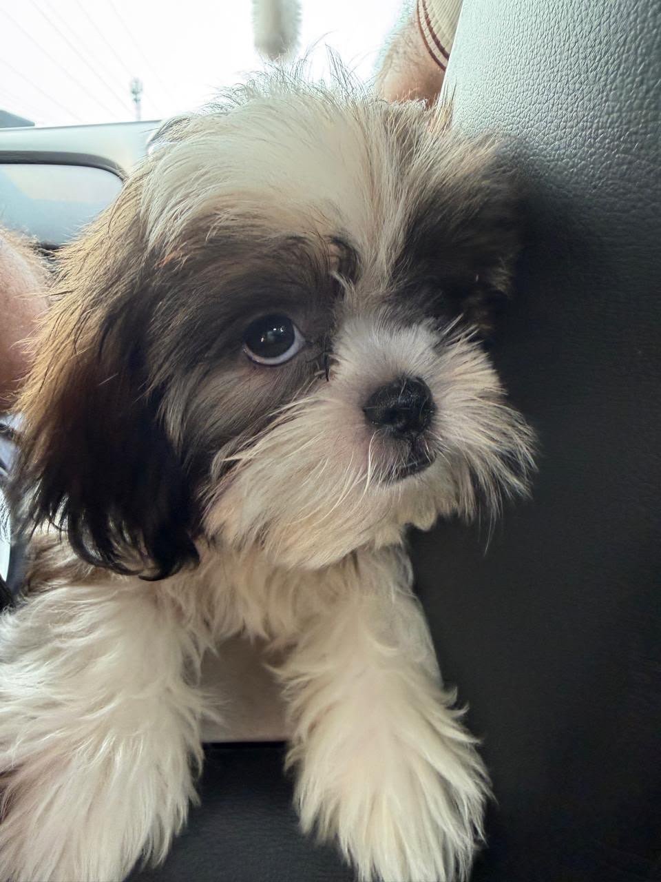 Cute Shih Tzu Male