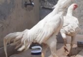 Shamo german healthy and active pair