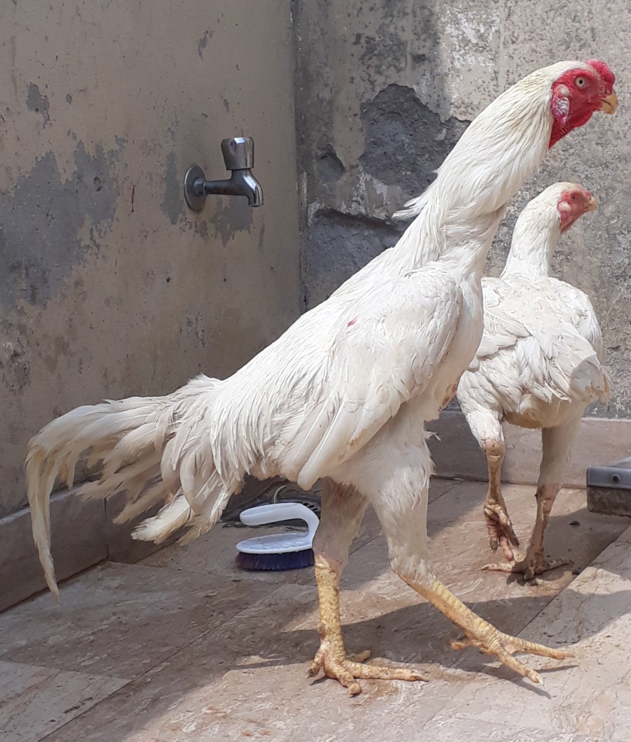 Shamo german healthy and active pair