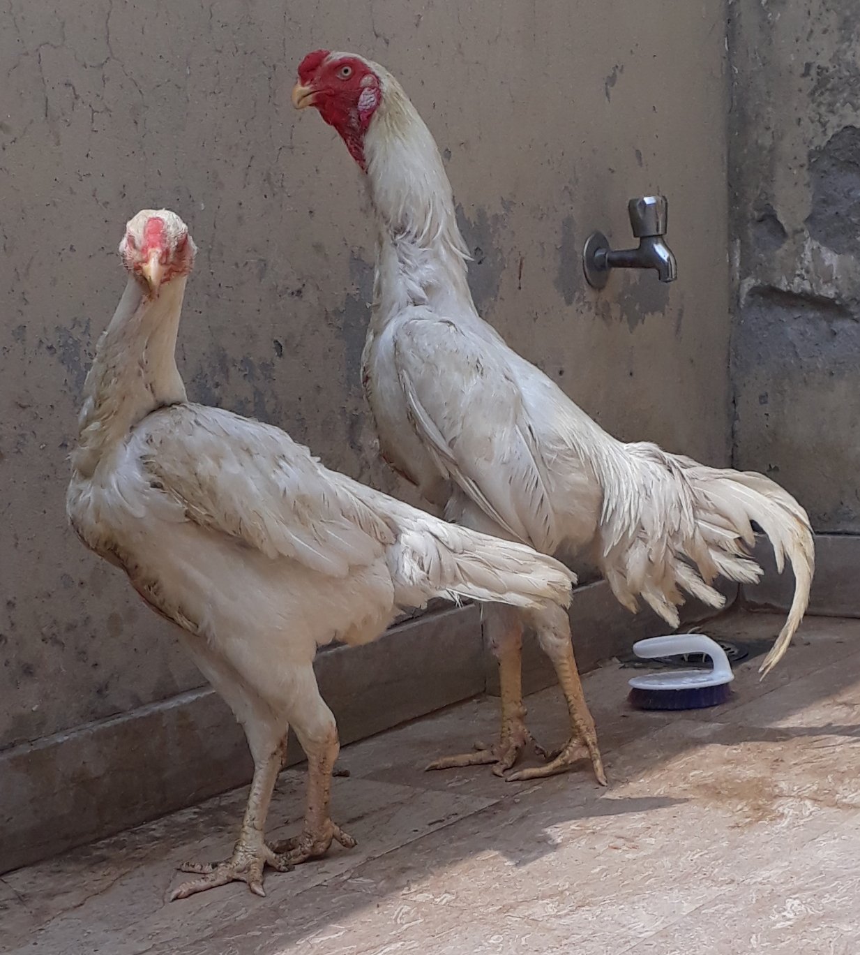 Shamo german healthy and active pair