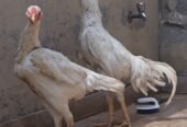 Shamo german healthy and active pair
