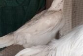 Shamo german healthy and active pair
