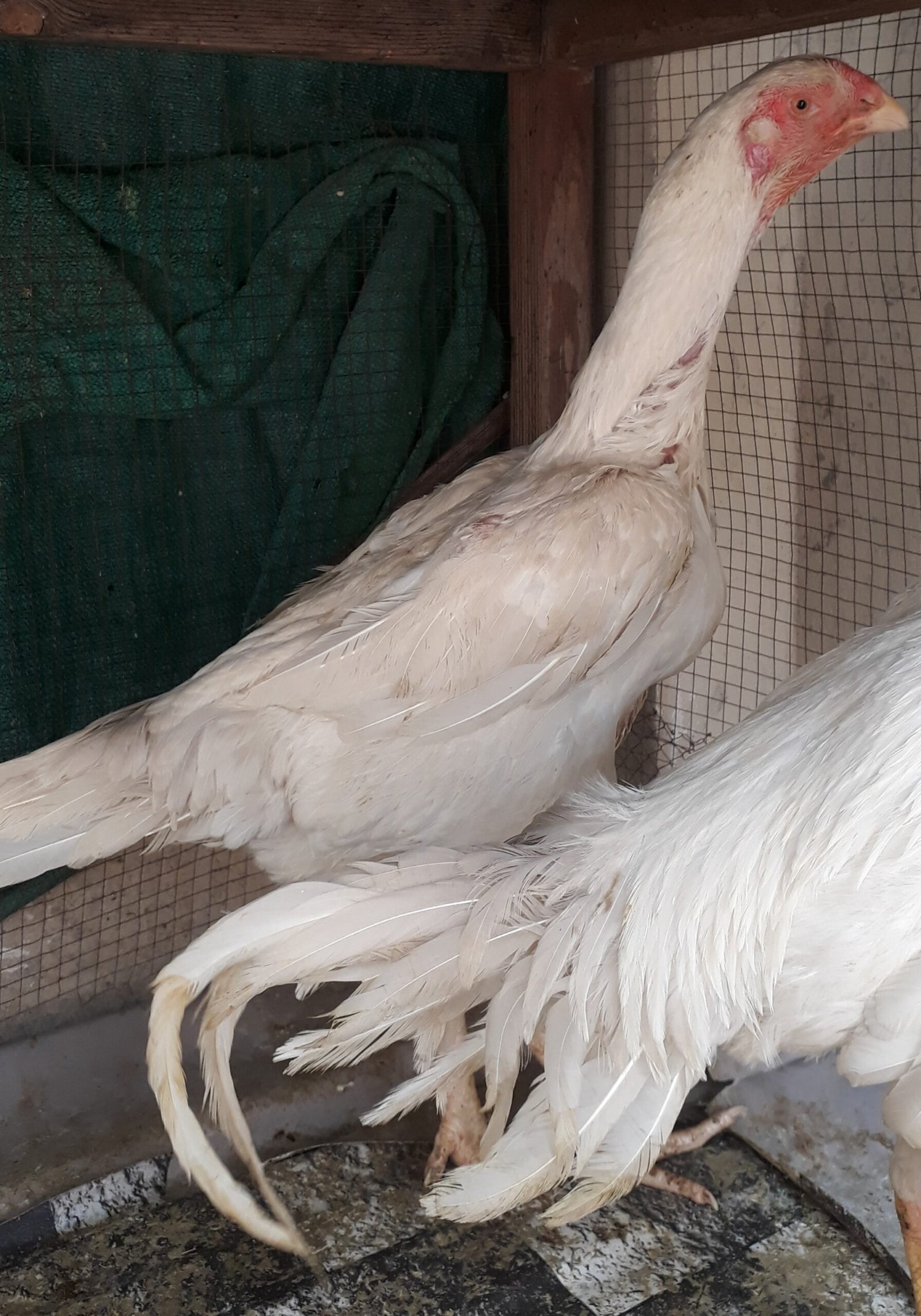 Shamo german healthy and active pair