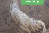 Shamo german healthy and active pair